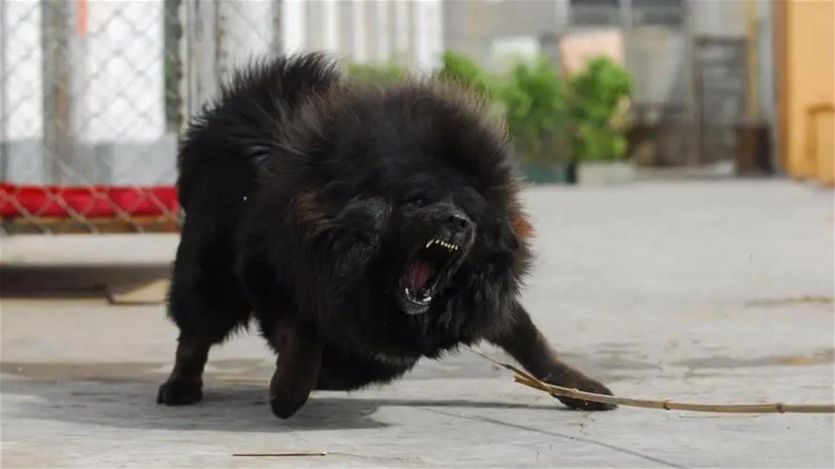 中国十大禁犬(中国十大禁养犬排名)