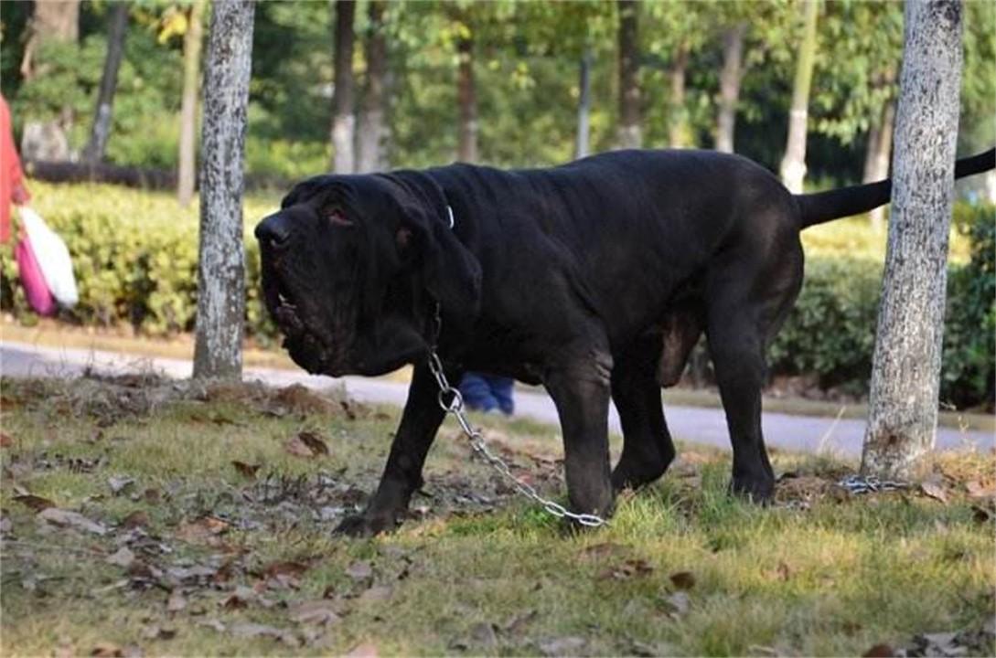 中国十大禁犬(中国十大禁养犬排名)插图4