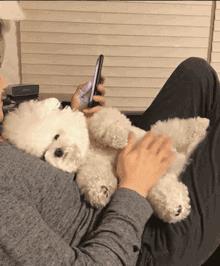 比熊犬多少钱一只(泰迪多少钱一只)插图5