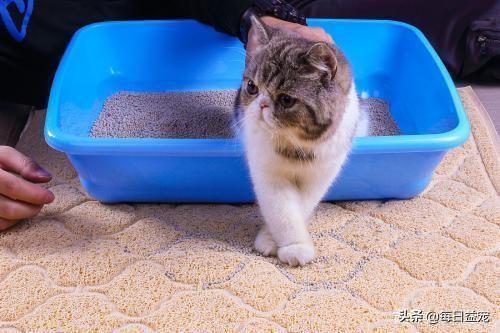 猫砂多久换一次需要全部倒掉吗(猫砂要全部倒掉换新的吗)插图1