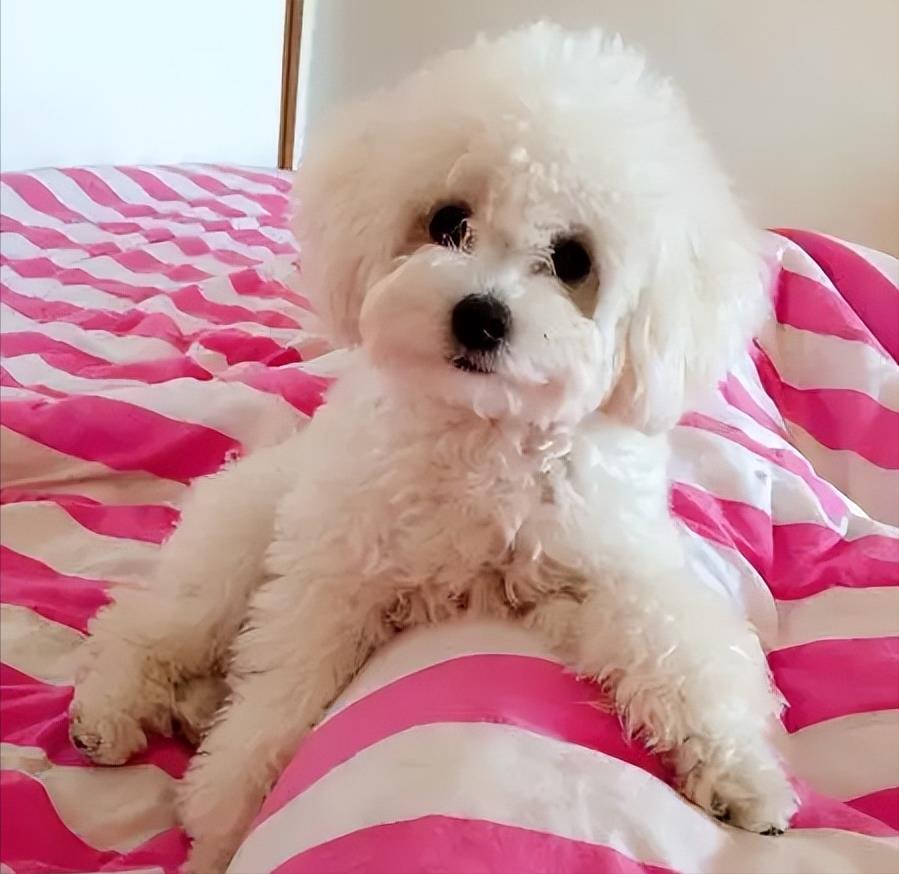 比熊犬多少钱一只(泰迪多少钱一只)插图6