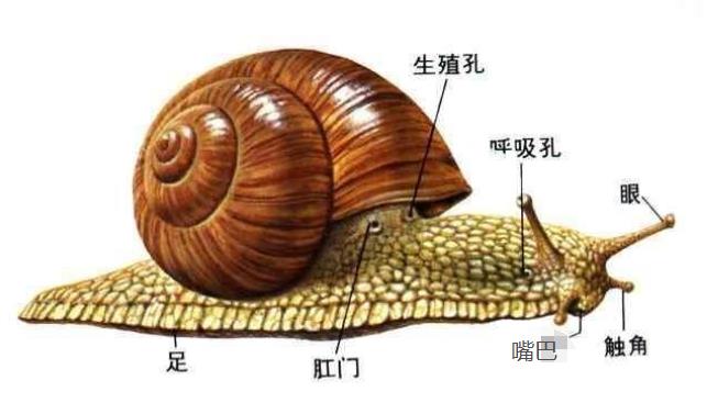 蜗牛会吸血吗(蜗牛会咬人吗)插图3