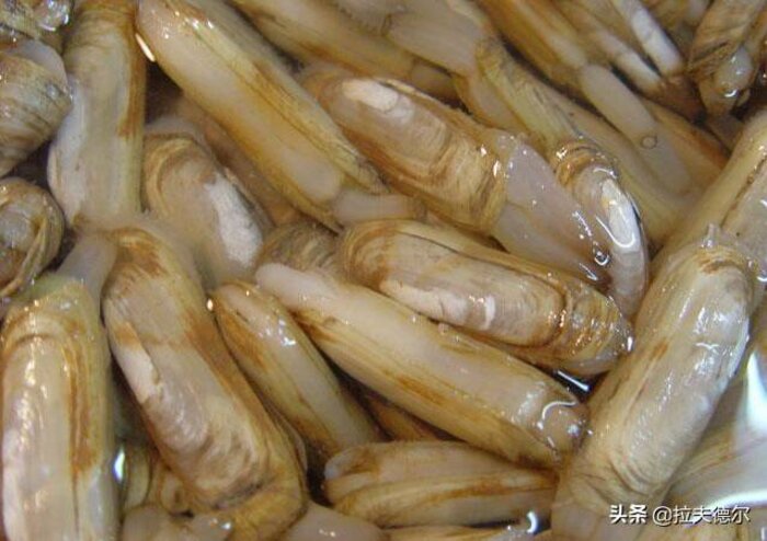 常见的45种海鲜贝壳(普通贝壳类海鲜有哪些)插图1