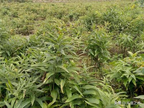 农村种植什么赚钱不愁销路(十种不愁销路的中药材品种)插图2