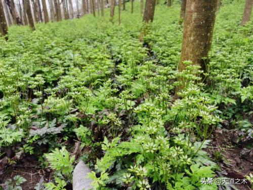 农村种植什么赚钱不愁销路(十种不愁销路的中药材品种)插图3