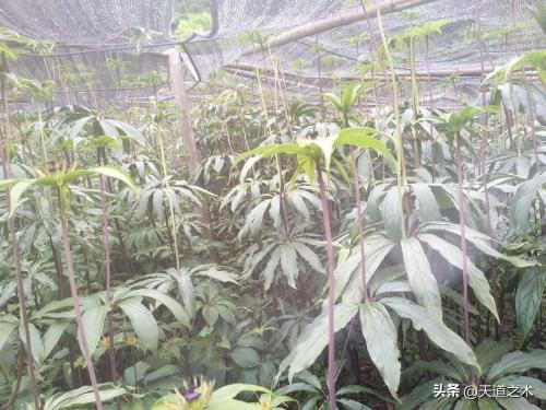 农村种植什么赚钱不愁销路(十种不愁销路的中药材品种)插图4