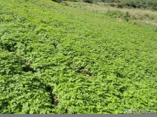农村种植什么赚钱不愁销路(十种不愁销路的中药材品种)插图5