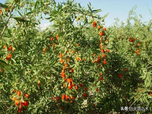 农村种植什么赚钱不愁销路(十种不愁销路的中药材品种)插图6