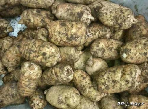 农村种植什么赚钱不愁销路(十种不愁销路的中药材品种)插图8