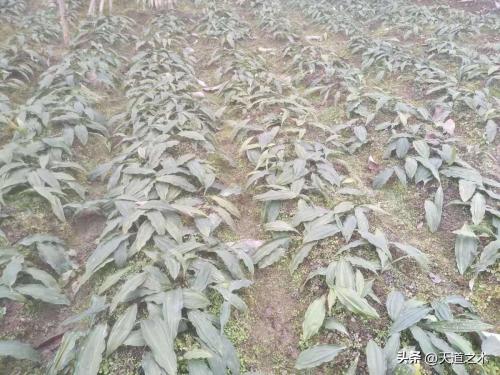 农村种植什么赚钱不愁销路(十种不愁销路的中药材品种)插图7