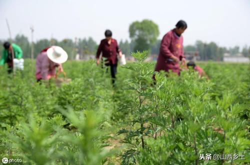 种一亩艾叶能获得多少收益(在农村种植艾草一亩地收益有多少)插图1