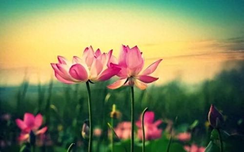 杜鹃花十大名花排行榜(杜鹃花十大排名)插图51