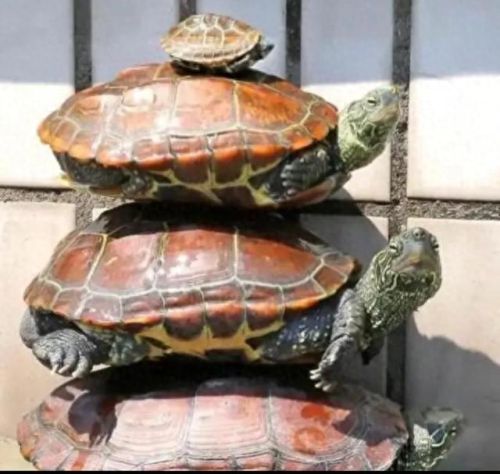 家养神龟十大排行榜(十大冷水龟排名)