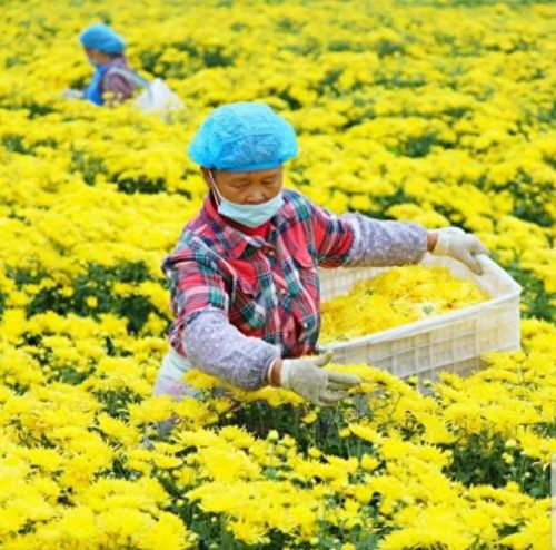 雪菊的十大排行榜(四种人不宜喝雪菊)插图45