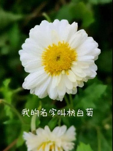 雪菊的十大排行榜(四种人不宜喝雪菊)插图