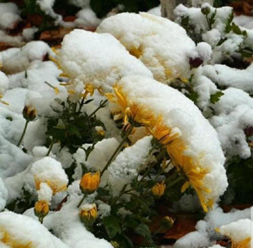雪菊的十大排行榜(四种人不宜喝雪菊)插图51