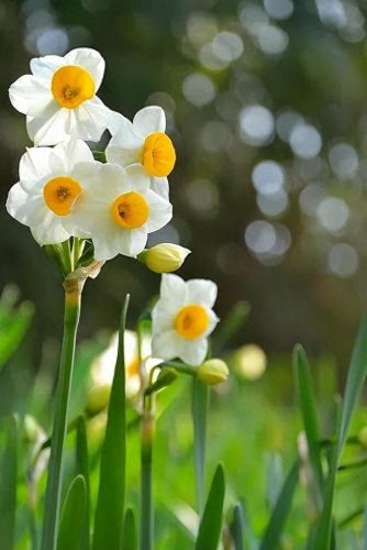 杜鹃花十大名花排行榜(杜鹃花十大排名)