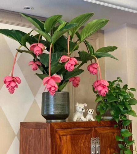 十大名贵花卉排行榜图片大全(十大稀有花卉排名)插图4