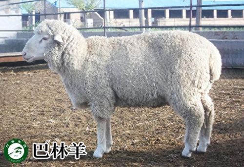 内蒙古十大活羊排行榜(内蒙古白条羊批发市场)插图9