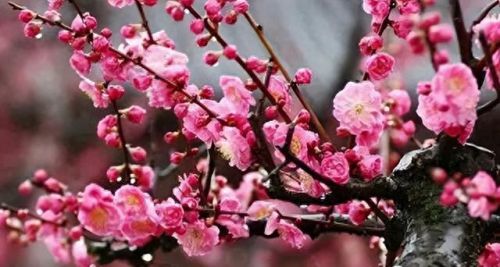 杜鹃花十大名花排行榜(杜鹃花十大排名)插图6