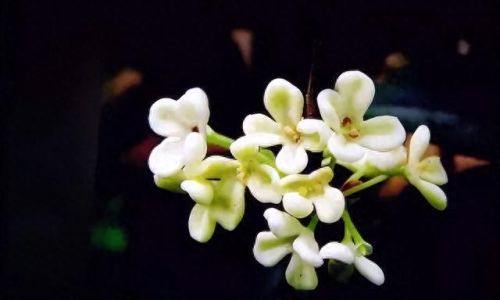 杜鹃花十大名花排行榜(杜鹃花十大排名)插图69