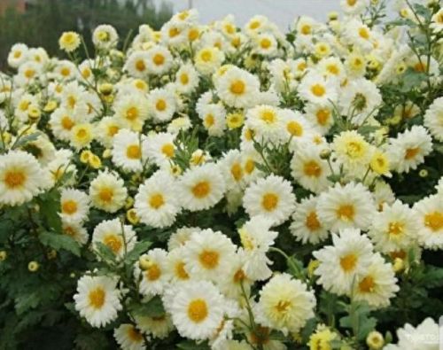 雪菊的十大排行榜(四种人不宜喝雪菊)插图16