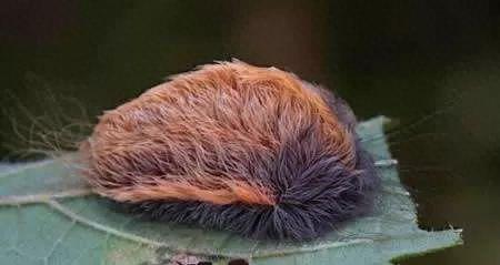 史上十大最毒毛毛虫排行榜(十大最毒蜈蚣排名)插图1