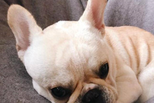 十大不想养的狗排行榜(十大可以养的狗)插图2 十大不想养的狗排行榜(十大可以养的狗)插图2