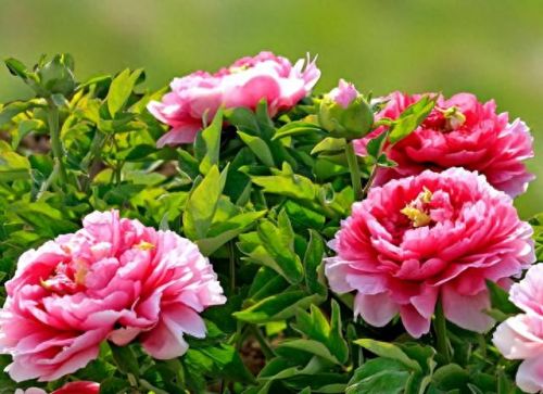 杜鹃花十大名花排行榜(杜鹃花十大排名)插图10