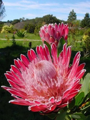 十大名贵花卉排行榜图片大全(十大稀有花卉排名)插图9