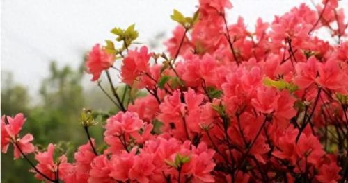 杜鹃花十大名花排行榜(杜鹃花十大排名)插图48