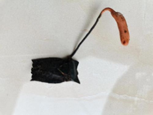 云南十大食用虫草品牌排行榜(云南产的虫草质量好吗)插图2