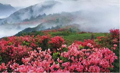 杜鹃花十大名花排行榜(杜鹃花十大排名)插图40