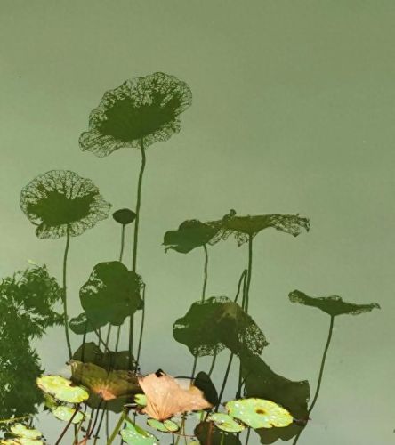 手机取景器排行榜十大品牌(手机拍摄杆哪种最好用)插图36