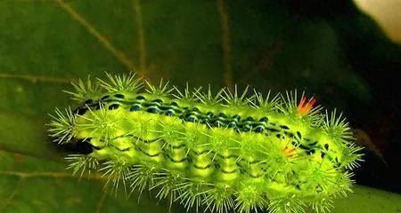 史上十大最毒毛毛虫排行榜(十大最毒蜈蚣排名)插图2