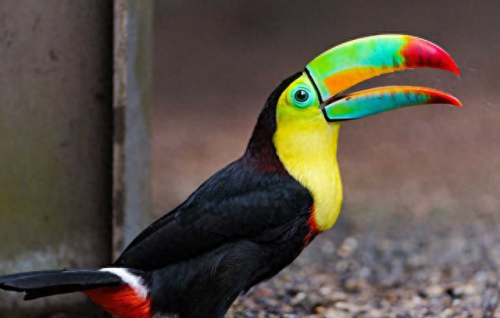 十大名贵宠物鸟排行榜(大型宠物鸟十大排名)