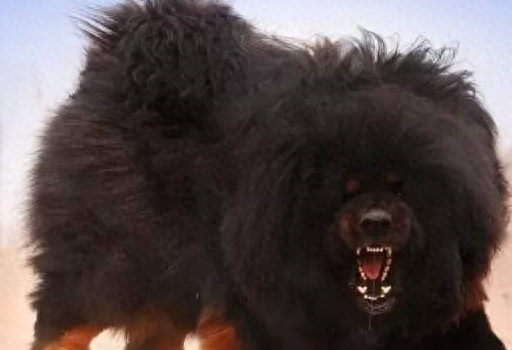 十大不想养的狗排行榜(十大可以养的狗)