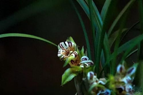 杜鹃花十大名花排行榜(杜鹃花十大排名)插图24