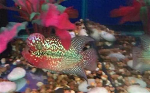 罗汉鱼饲料十大名牌排行榜(便宜罗汉鱼饲料)插图2 罗汉鱼饲料十大名牌排行榜(便宜罗汉鱼饲料)插图2