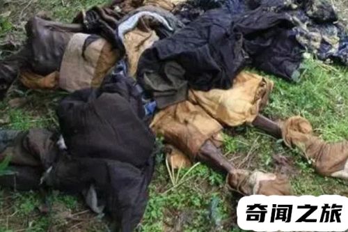 家里找不到东西莫名被咬(海口一家30多人被排蜂咬身亡)插图