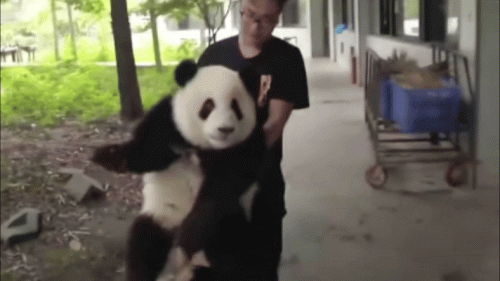 十大猫饲养员排行榜(养英短猫十大禁忌)插图2