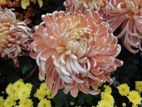 杜鹃花十大名花排行榜(杜鹃花十大排名)插图17