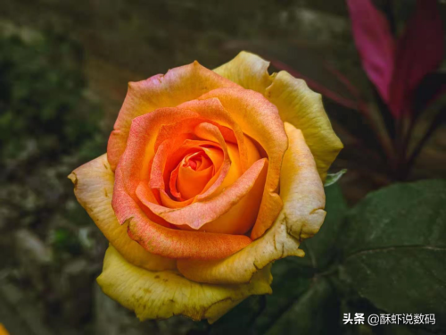 如何辨别努比亚z11(努比亚z11好不好)插图2