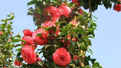 杜鹃花十大名花排行榜(杜鹃花十大排名)插图64