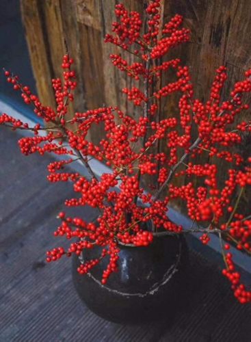 十大名贵花卉排行榜图片大全(十大稀有花卉排名)插图25