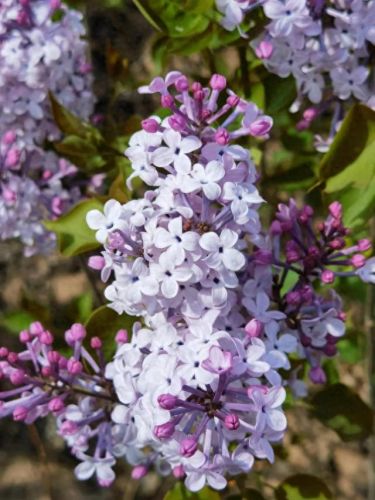 北方十大最香的树排行榜(十大最香的树排名)插图