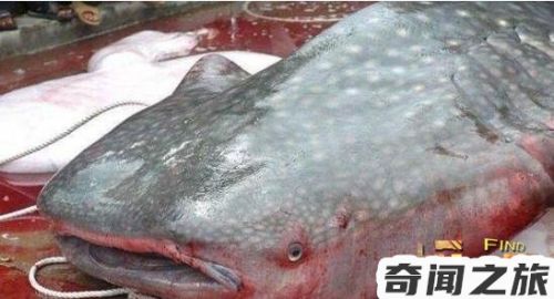 十大灭绝的可怕水怪图片(广州花都水怪吃人事件)
