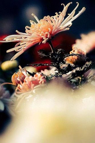 杜鹃花十大名花排行榜(杜鹃花十大排名)插图21