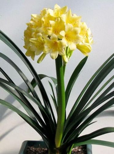 杜鹃花十大名花排行榜(杜鹃花十大排名)插图29