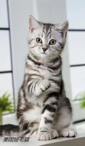 十大最受欢迎的猫排行榜(十大口碑最好的猫罐头牌子)插图2